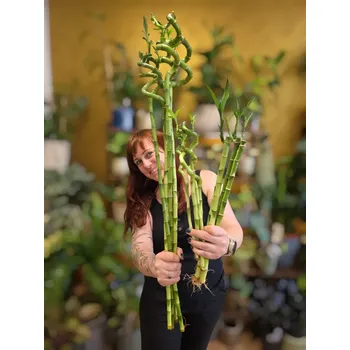 Bambus LUCKY BAMBOO mix