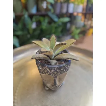 Kalanchoe Tomentosa