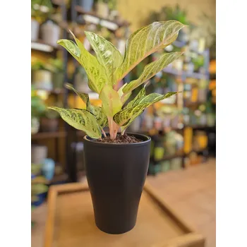 Obal na květináč Obal keramický antracitový na pr. 12cm