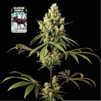Semeno Seedsman - Alaskan Purple 1 ks