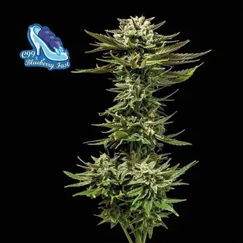 Semeno Seedsman - C99 x Blueberry Fast 1 ks