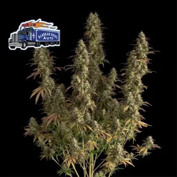 Semeno Seedsman - Alaskan Diesel Auto 1 ks