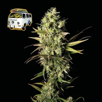 Semeno Seedsman - The White OG 1 ks