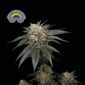Semeno Seedsman - Peyote Zkittlez 1 ks
