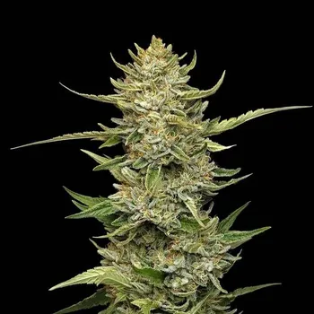 Semeno Seedsman - Sour Diesel Auto 1 ks