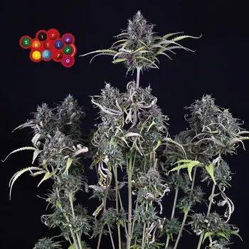 Semeno Seedsman - Zkittlez Auto 1 ks