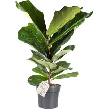 Sazenice Fíkus, Ficus lyrata, průměr květináče 17 cm