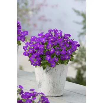 Sazenice Lukon Glads Aubrieta gracilis KITTE BLUE - tařička