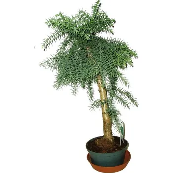 Sazenice Araucaria Heterophylla - Blahočet ztepilý 588 51 cm