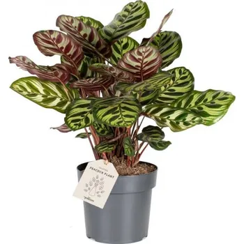 Sazenice Kalatea, Calathea makoyana, průměr květináče 17 cm