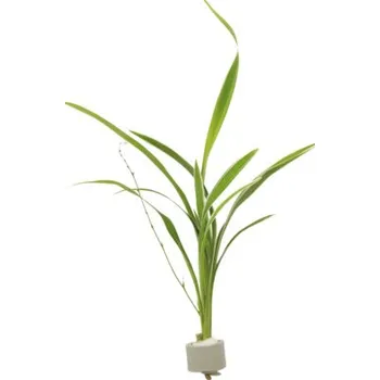 Teraristika Terarijní rostlina DENNERLE PLANTS Chlorophytum laxum