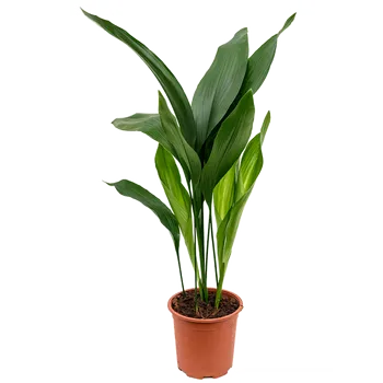 Gardners Aspidistra Elatior, průměr 17 cm Kořenokvětka