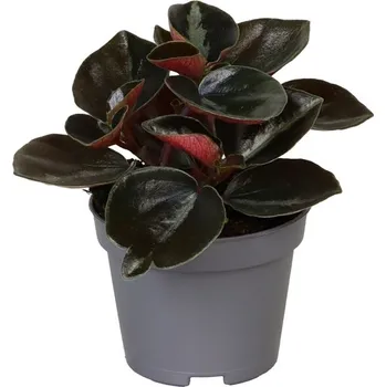Gardners Peperomia columbiana, průměr 6 cm Peperomie, pepřinec