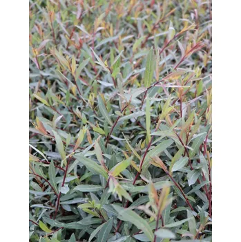 Sazenice Vrba nachová 'Nana' 15-30 cm Ko 1,5l