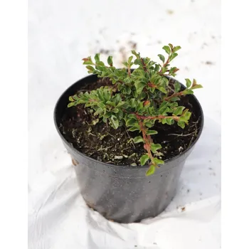 Sazenice Skalník vodorovný zakrslý 5-15 cm Ko1l