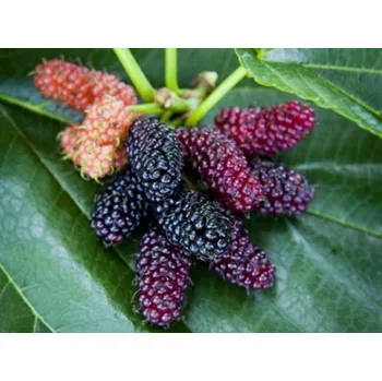 Sazenice Moruše 'Mulle' Balení: kontejner p13