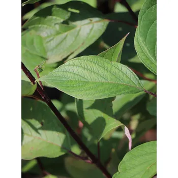 Sazenice Svída bílá 'Kesselringii' 15-30 cm QP12