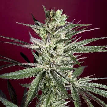 Semeno Reggae Seeds - Juanita La Lagrimosa 1 ks