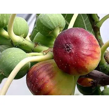 Sazenice Fíkovník smokvoň 'Peretta' Balení: kontejner p13