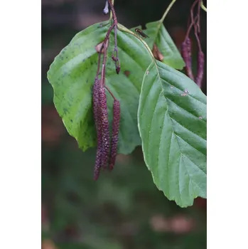 Sazenice Olše lepkavá 26-35 cm QP60
