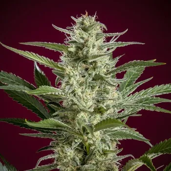 Semeno Reggae Seeds - Blackdance 1 ks