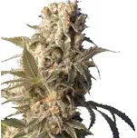Serious Seeds - AK-47 6 ks