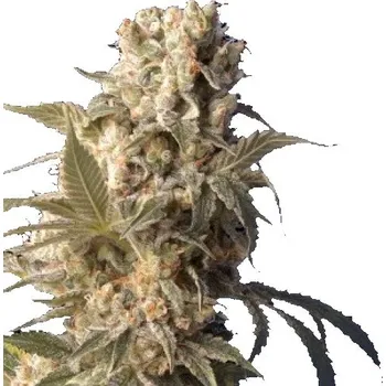 Semeno Serious Seeds - AK-47 6 ks
