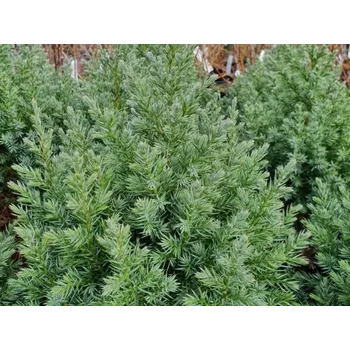 Sazenice Jalovec čínský 'Stricta' kontejner p17