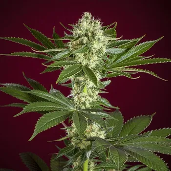 Semeno Reggae Seeds - Session regular 7 ks