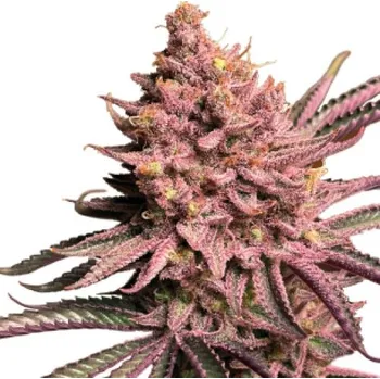 Semeno Serious Seeds - Seriotica 3 ks