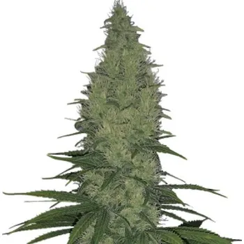 Semeno Serious Seeds - Serious Happiness 3 ks