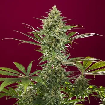 Semeno Reggae Seeds - Sra. Amparo 3 ks