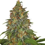Serious Seeds - Strawberry Ak 6 ks