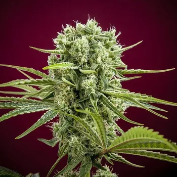 Semeno Reggae Seeds - Dancehall regular 15 ks