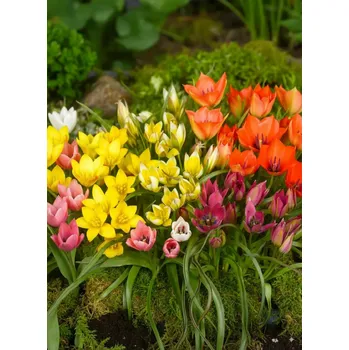 Semeno Mix botanických tulipánů 50 ks