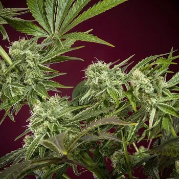 Semeno Reggae Seeds - CBD Republik 1 1 ks