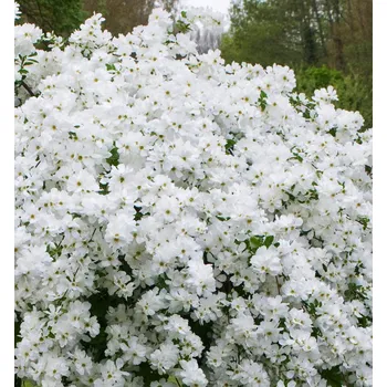 Sazenice Hroznovec ´THE BRIDE´ 30-40 cm, kont. 2,5 l