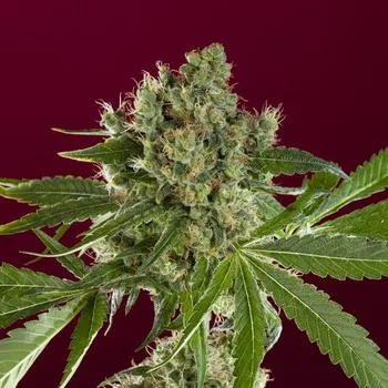 Semeno Reggae Seeds - Bass Line 1 ks