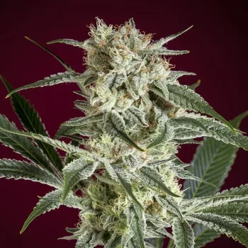 Semeno Reggae Seeds - OHaze Red 3 ks