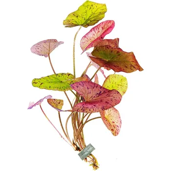 Dekorace do akvária Nymphaea Tiger Lotus