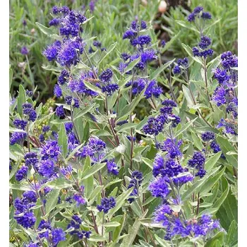 Sazenice Ořechoplodec klandonský ´KEW BLUE´ 30-40 cm, kont. 2,5 l