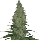 Serious Seeds - Serious Happiness 6 ks