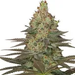Serious Seeds - Seriosa 6 ks