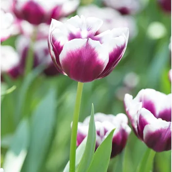 Sazenice Tulipán Jackpot - Tulipa - cibule tulipánu - 3 ks