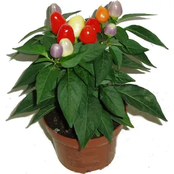 Sazenice Solanum capsicastrum - lilek ozdobný