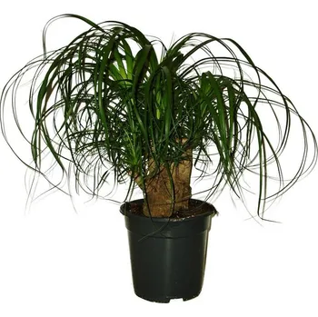 Sazenice Nolina 4 kmeny - originální foto typ 4