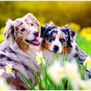 Kalendář Dogs 2026 - nástěnný kalendář