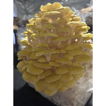 Substrát Hlíva citronová substrát