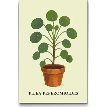 Malování podle čísel - Penízkovka (Pilea peperomioides) Velikost: 40x60cm, Rámování: Pouze srolované plátno