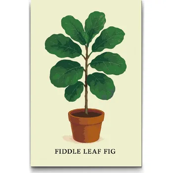 Malování podle čísel - Ficus lyrata (Fiddle Leaf Fig) Velikost: 40x60cm, Rámování: Pouze srolované plátno